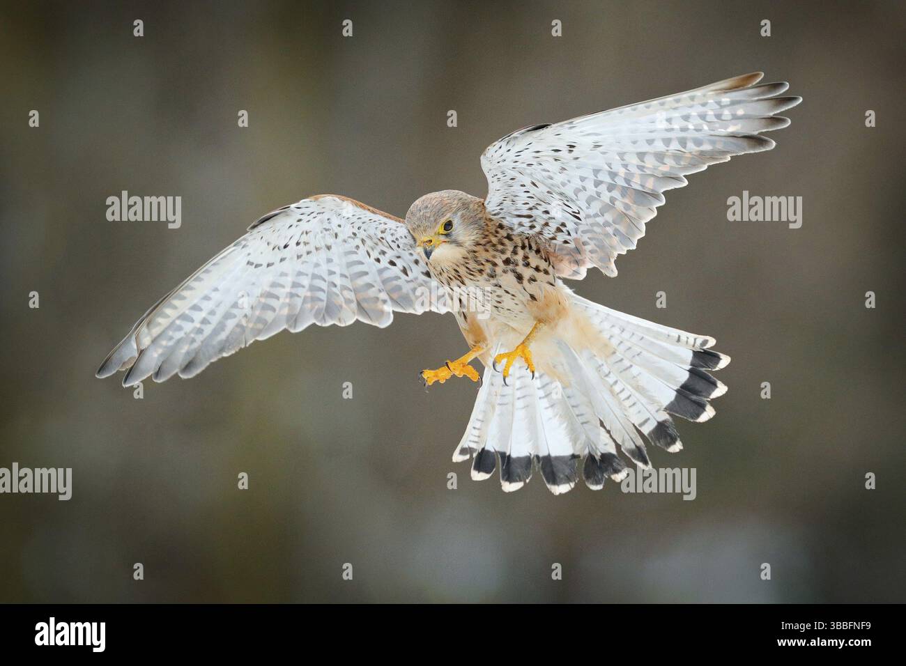 Gemeiner Turmfalke, Falco tinnunculus, kleiner fliegender Greifvogel, Deutschland. Vogel auf der Steinmauer. Wildlife-Szene aus europäischer Natur. Vogel im Flug. Wild Stockfoto