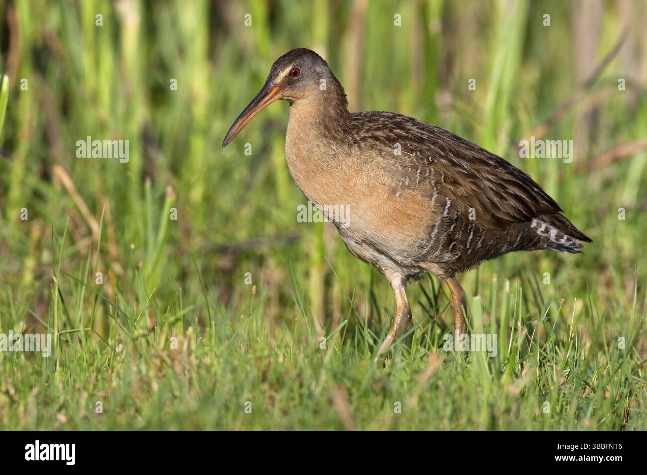 King Rail (Rallus elegans), Texas, USA, Nordamerika Stockfoto