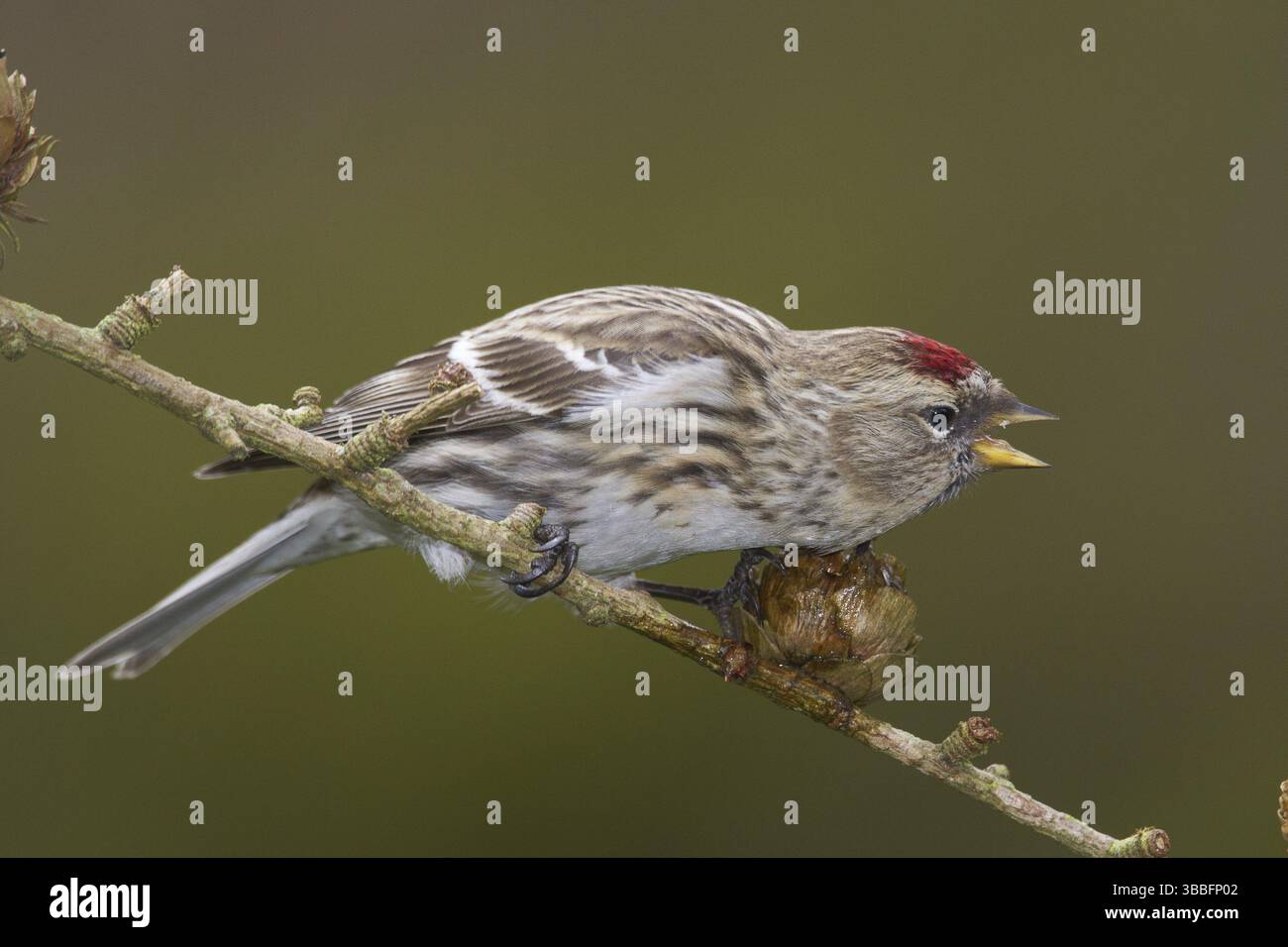 Liter Redpoll (Acanthis Cabaret), Wales, Vereinigtes Königreich, Europa Stockfoto