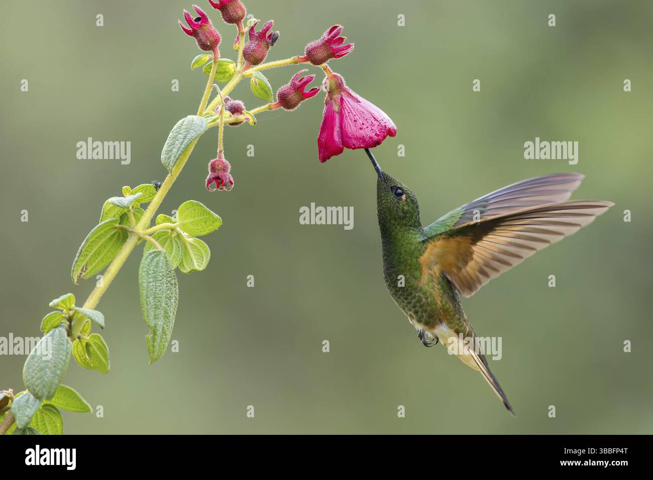 Boissonneaua flavescens fliegt während der Fütterung an einer Blume in Kolumbien, Südamerika Stockfoto