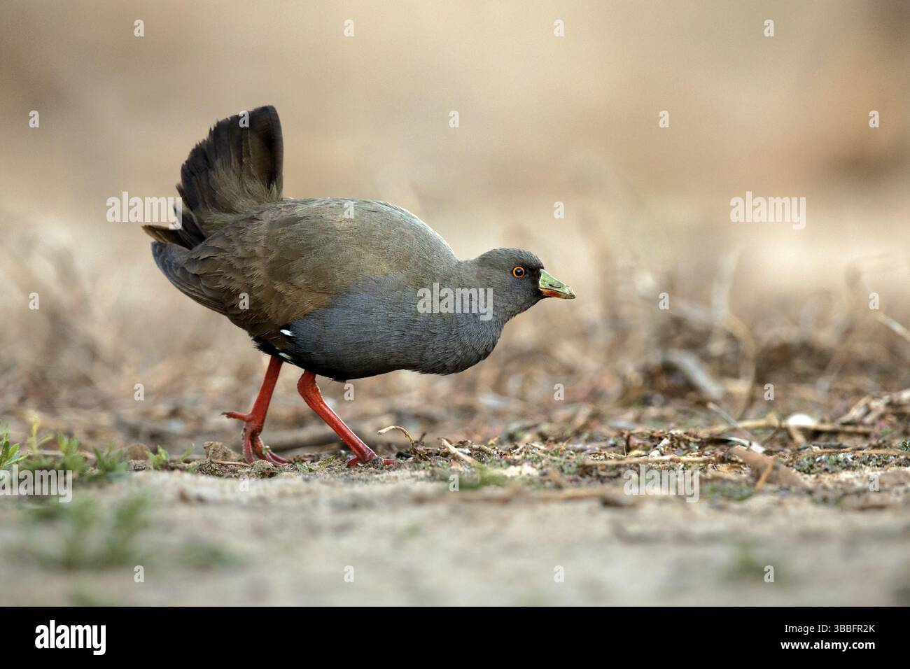 Schwarzschwanz Nativehen (Tribonyx ventralis), Queensland, Australien, Ozeanien Stockfoto