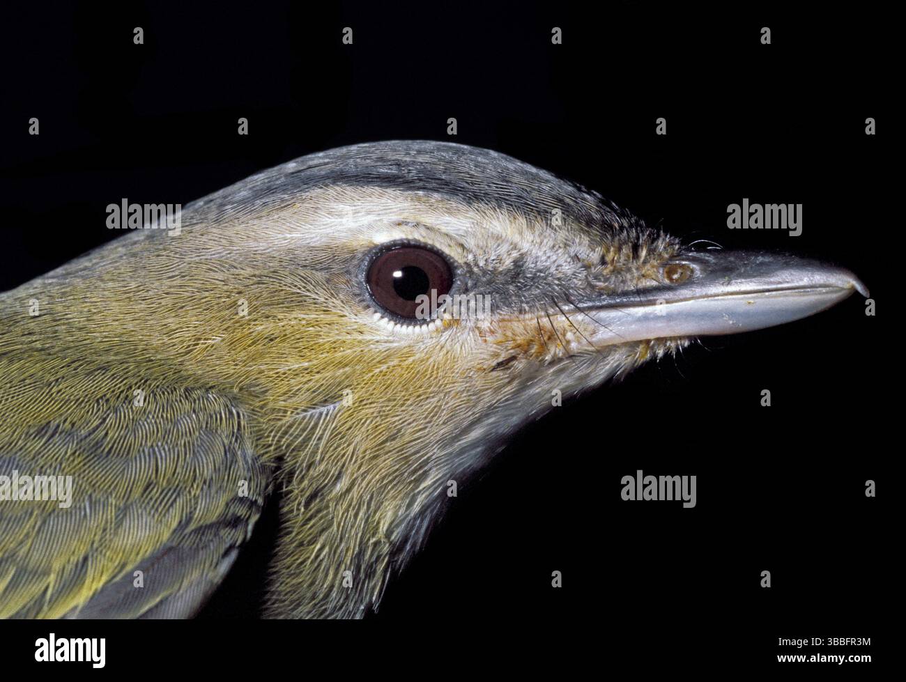 Vireo Vireo olivaceus Grand Manan, New Brunswick, KANADA September juvenile Beachten Sie eher das stumpfsinnige rötliche Auge als ein leuchtendes blutrotes Auge o Stockfoto