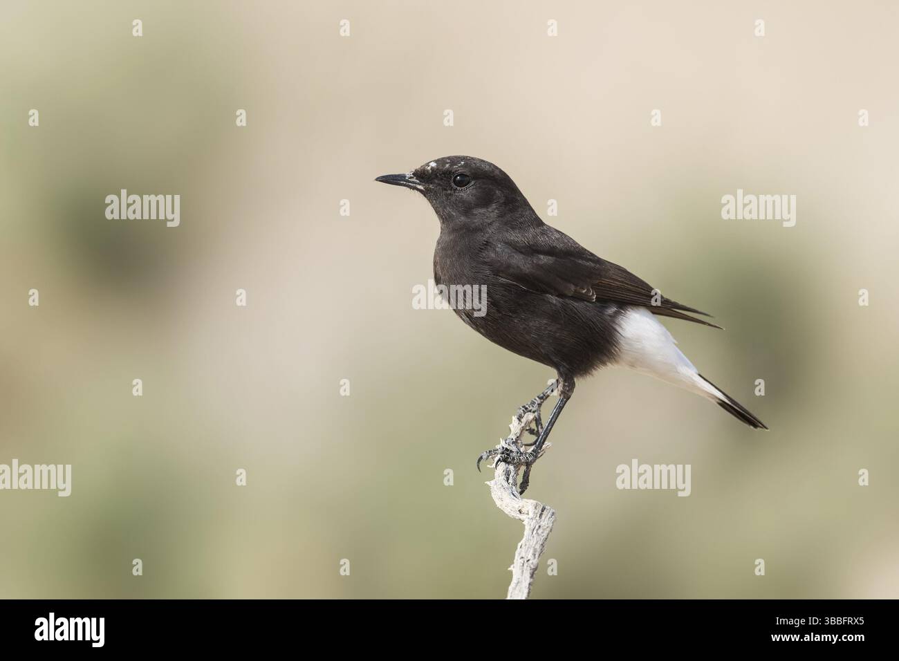 Trauer-Wheatear (Oenanthe lugens warriae) auf einem Zweig im Arava-Tal, Israel, Asien Stockfoto