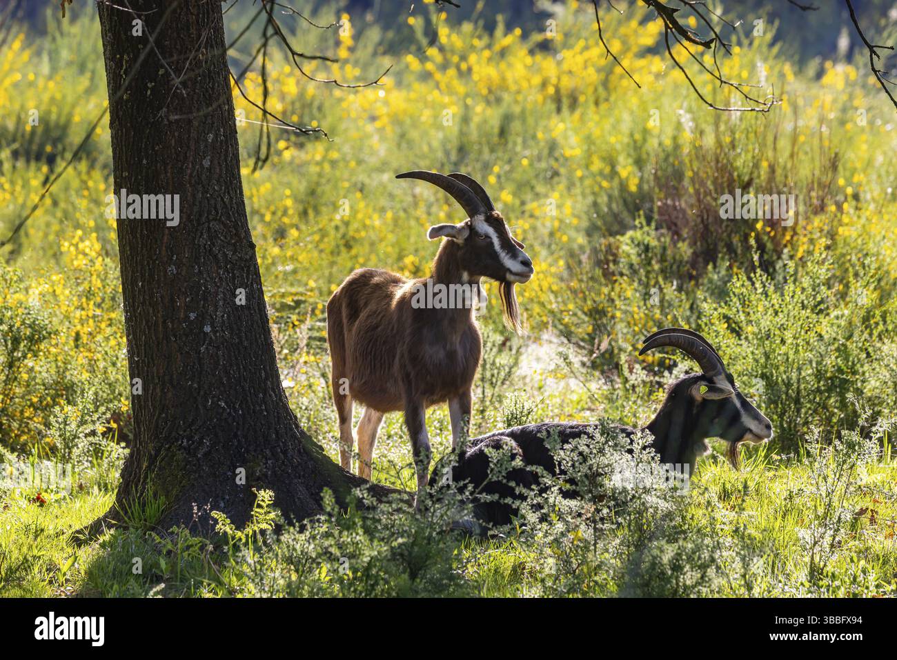 Naturschutzgebiet Wahner Heide nahe dem Flughafen Köln. Ziegen als Landschaftsschützer halten die Büsche klein. Köln, Nordrhein-Westfalen, Deutschland Stockfoto
