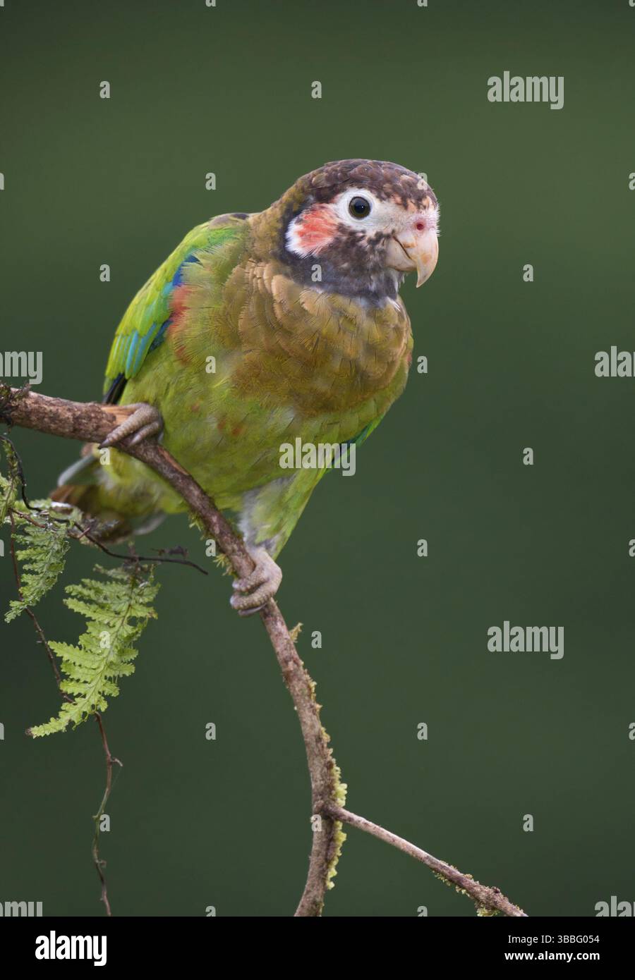 Papagei mit brauner Kapuze (Pyrilia haematotis), Costa Rica, Mittelamerika Stockfoto