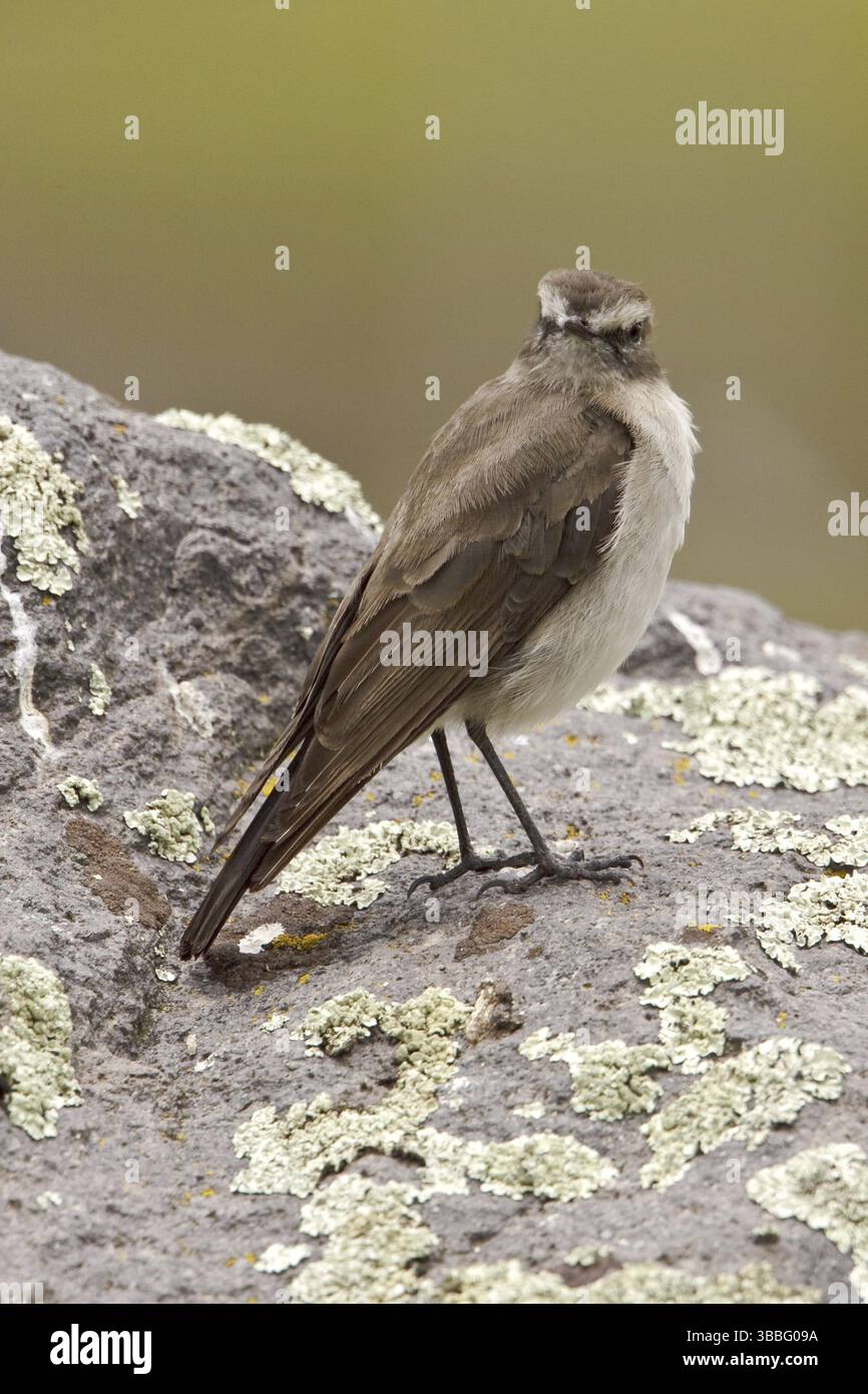 Paramo Ground Tyrant (Muscisaxicola alpinus), Ecuador, Südamerika Stockfoto
