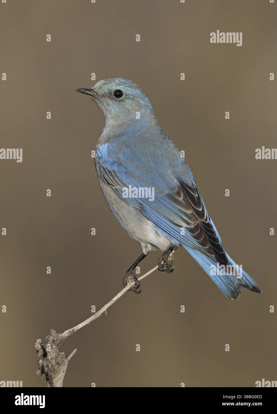 Mountain Bluebird (Sialia currucoides), New Mexico, USA, Nordamerika Stockfoto