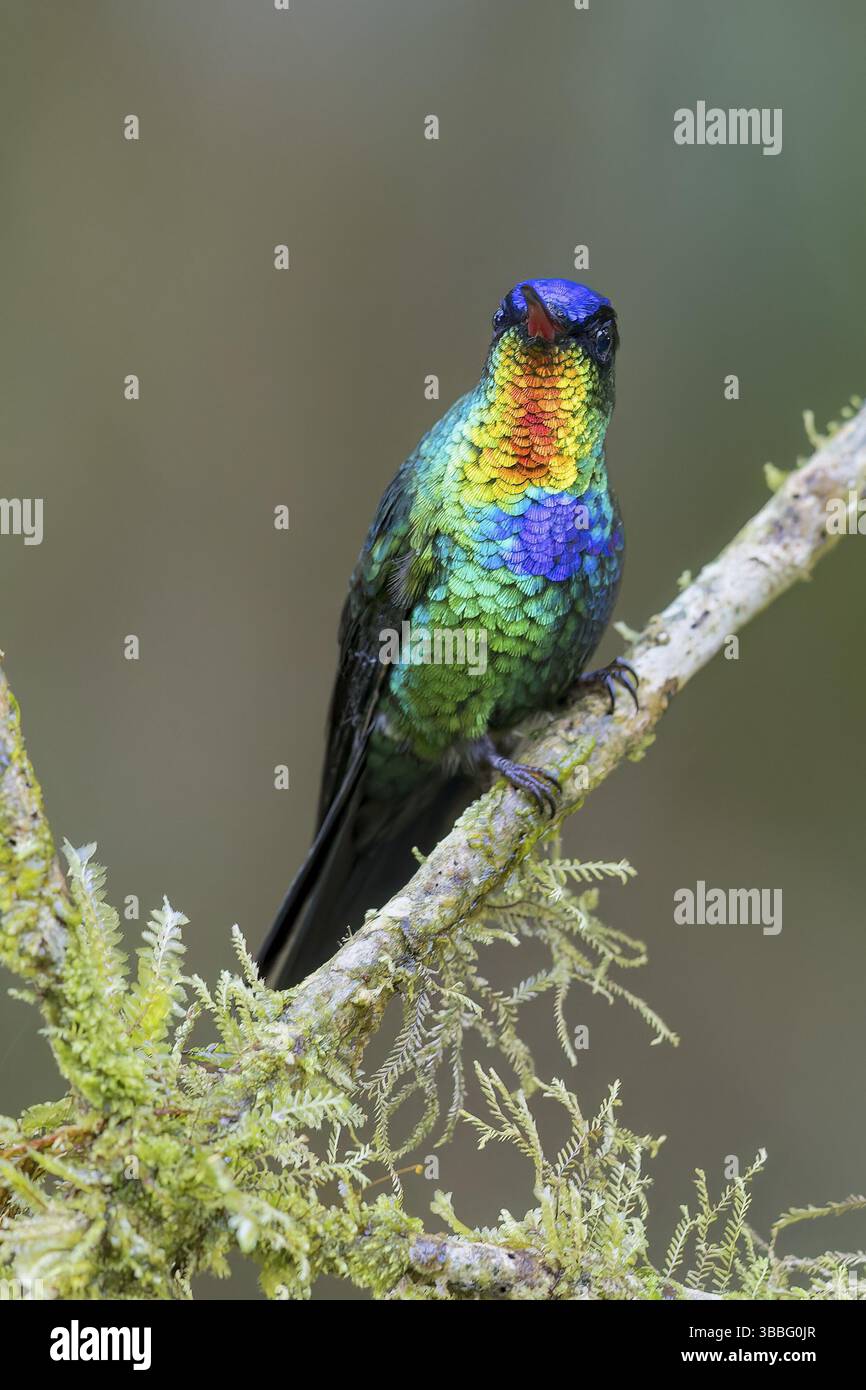 Feuerkehle Kolibri (Panterpe insignis) thront auf einem Ast in Panama Stockfoto