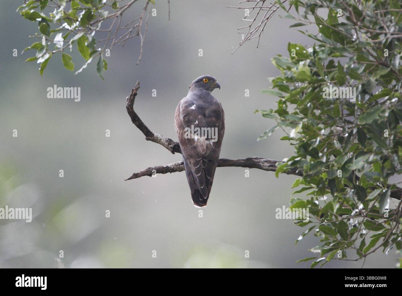 African Cuckoo-Hawk (Aviceda cuculoides), Samburu, Kenia, Afrika Stockfoto