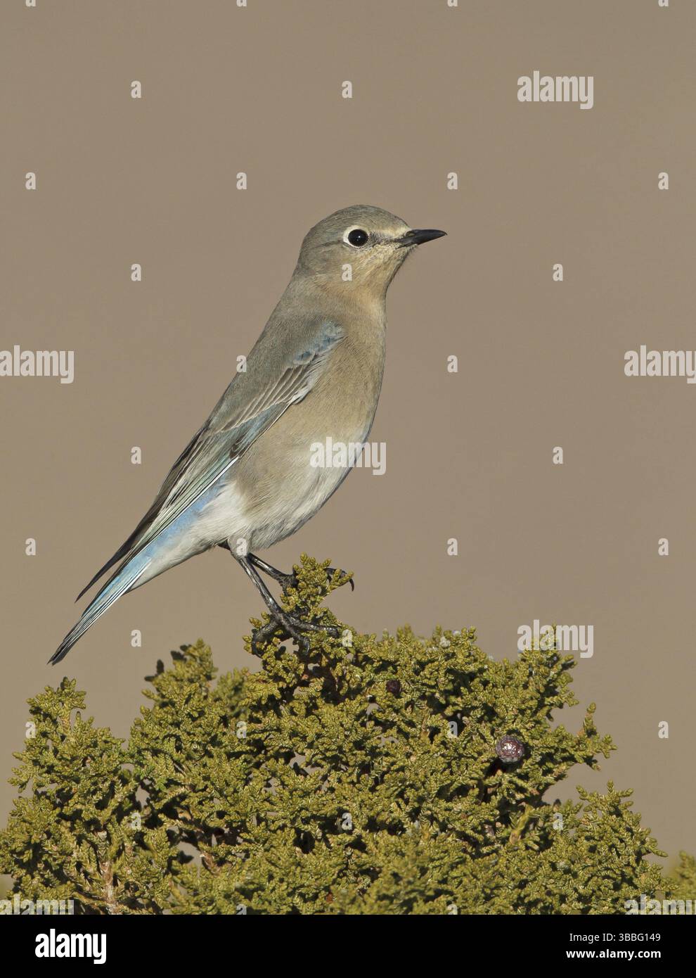 Mountain Bluebird (Sialia currucoides), New Mexico, USA, Nordamerika Stockfoto