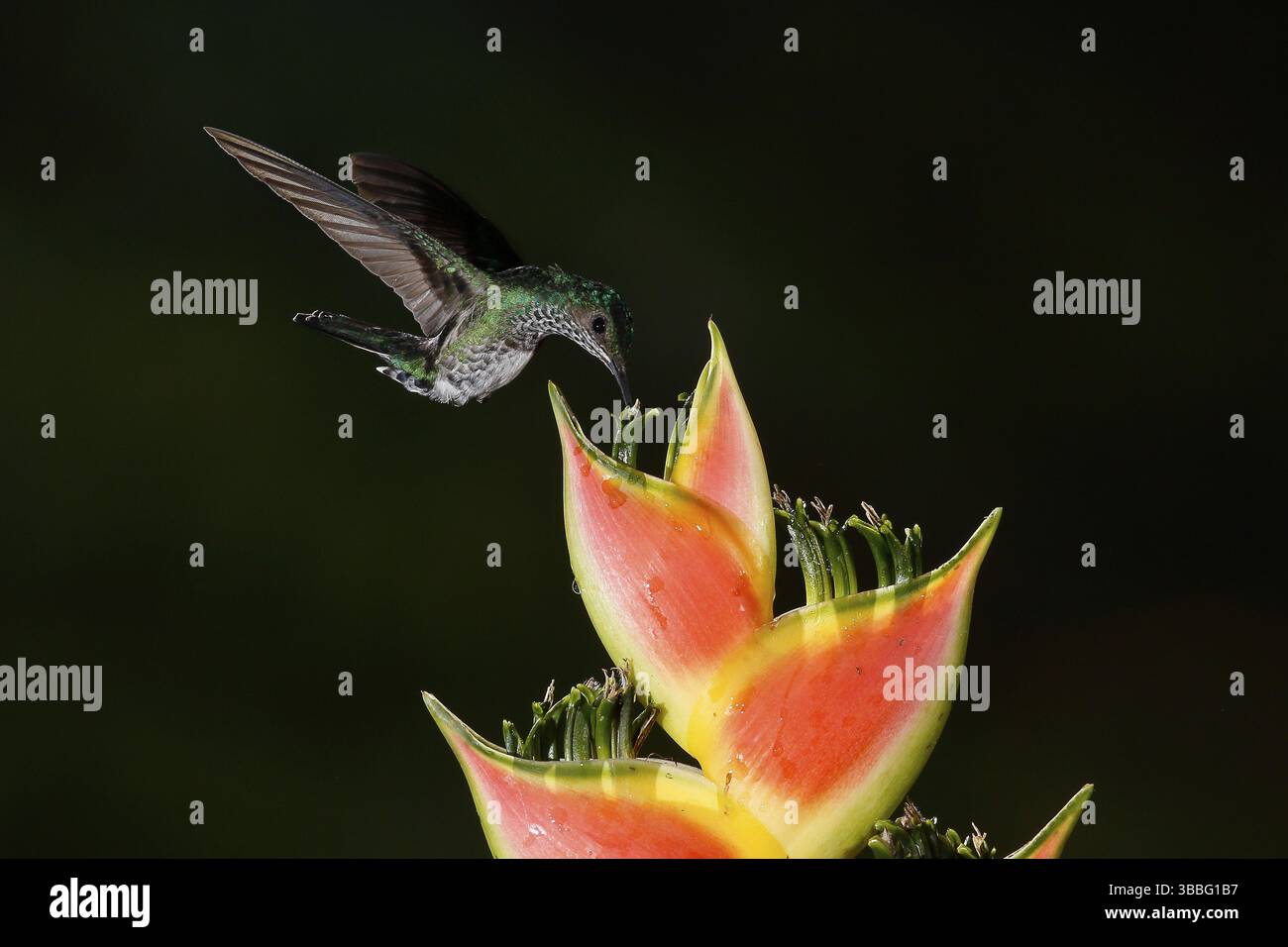 Weisshalsiger Jakobin (Florisuga mellivora), weibliches Fliegen und Füttern von Blumennektar, Costa Rica, Mittelamerika Stockfoto