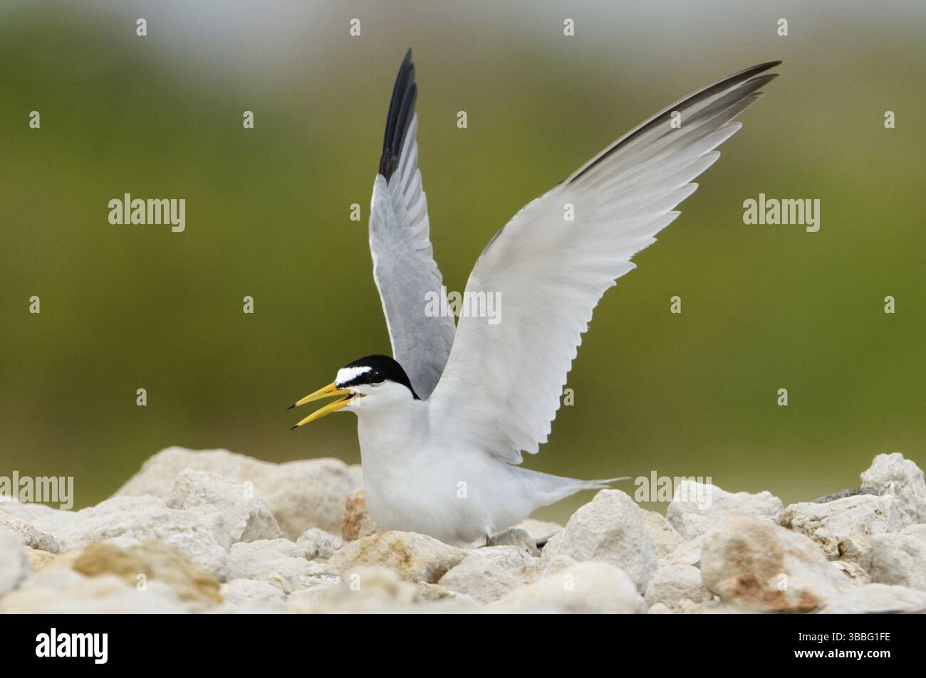 Least Tern (Sternula antillarum), Texas, USA, Nordamerika Stockfoto