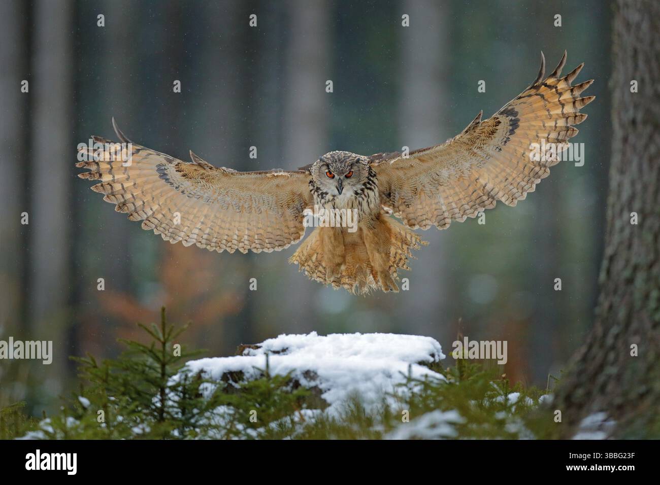 Eule, die auf einem verschneiten Baumstumpf im Wald landet. Fliegende Eule mit offenen Flügeln im Lebensraum mit Bäumen, Vogelfliege. Action Winterszene aus der Natur, wi Stockfoto