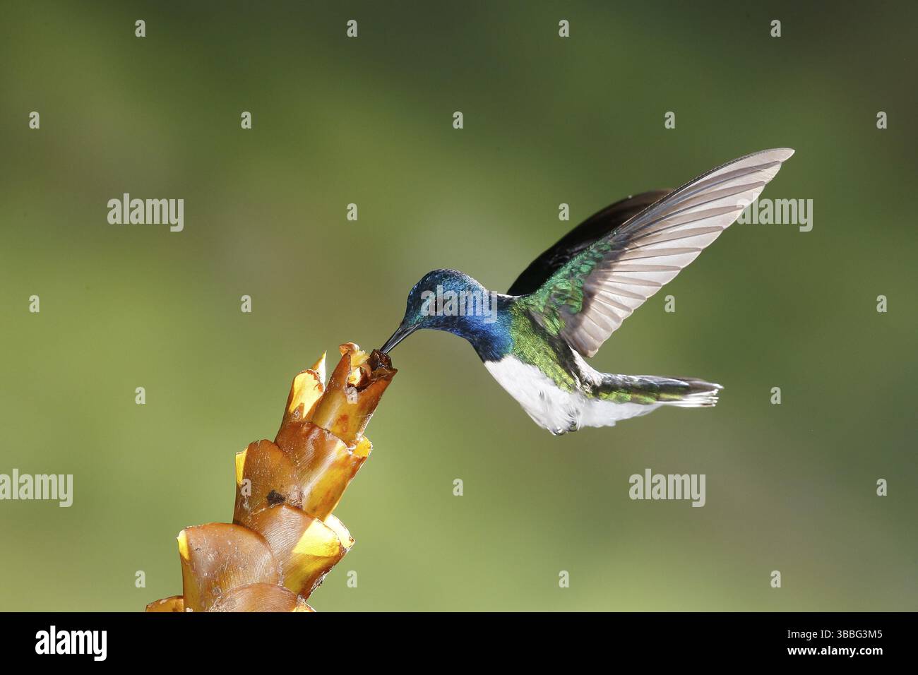 Weisshalsiger Jakobin (Florisuga mellivora), der auf Blumennektar fliegt und sich ernährt, Costa Rica, Mittelamerika Stockfoto