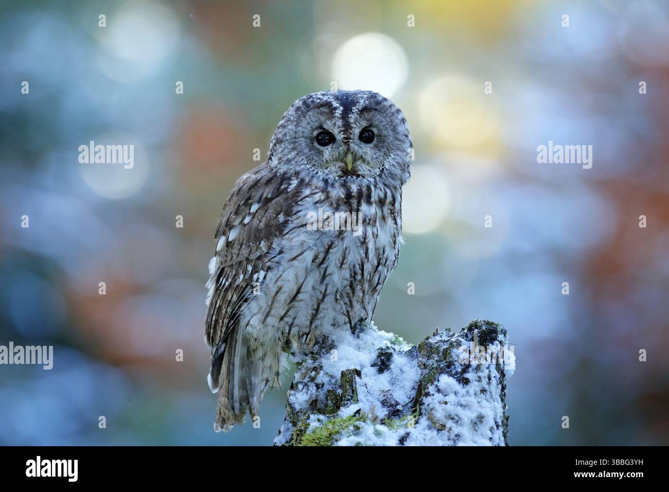 Fliegende Eule im verschneiten Wald. Actionszene mit Eurasian Tawny Owl, Strix aluco, mit schönem verschneiten Wald im Hintergrund Stockfoto