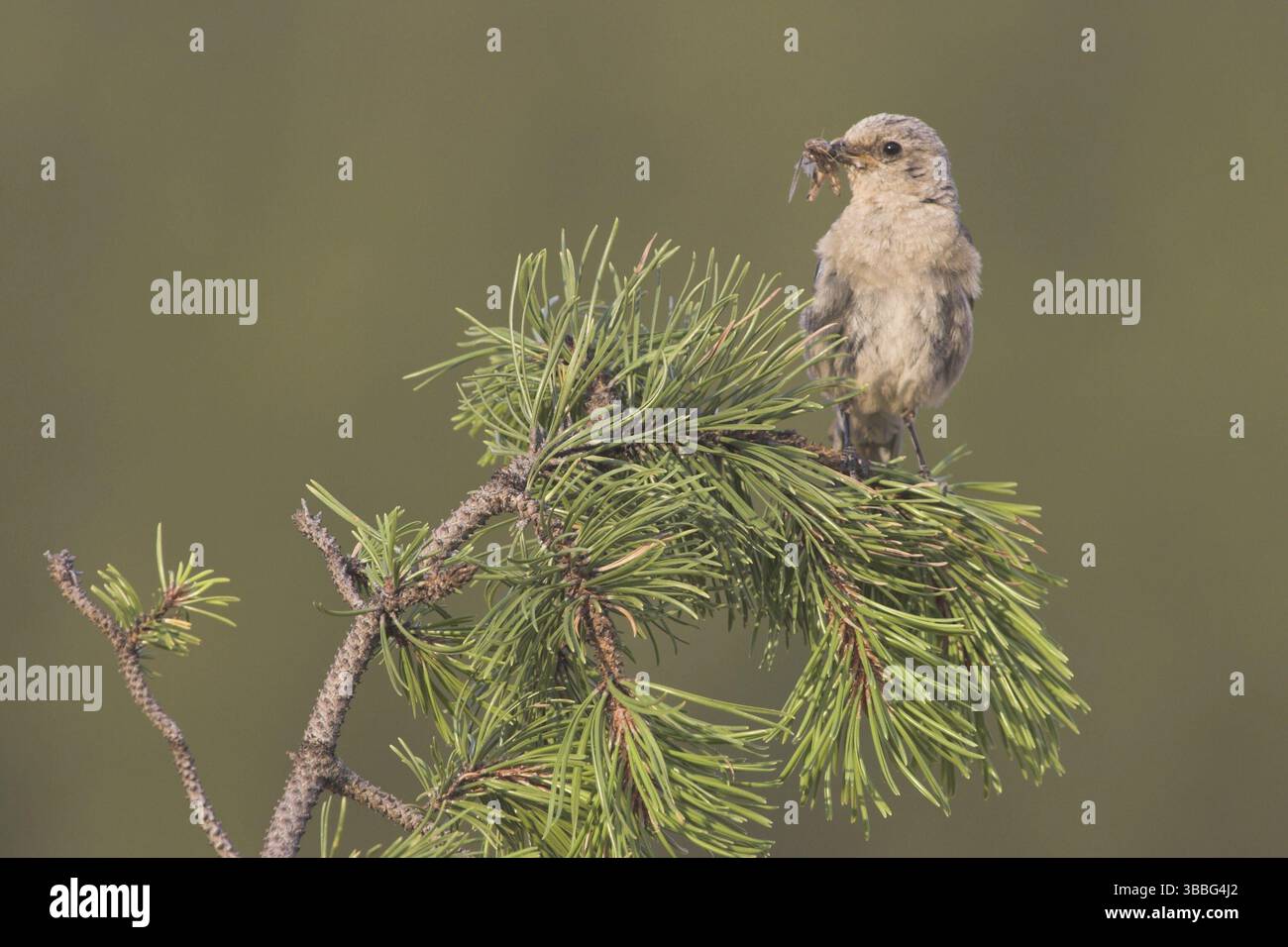 Mountain Bluebird (Sialia currucoides), Kanada, Nordamerika Stockfoto
