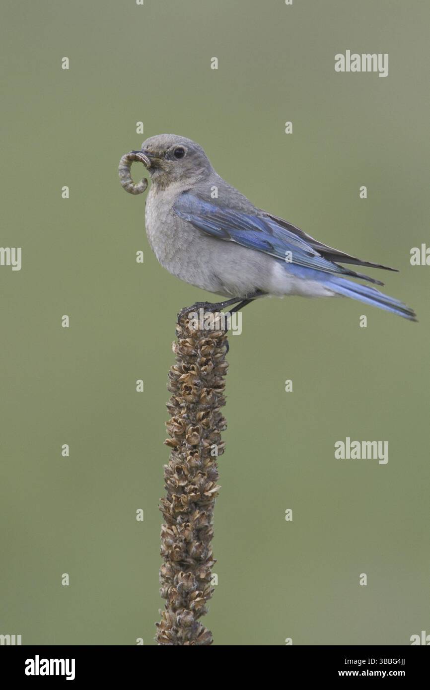 Mountain Bluebird (Sialia currucoides), Alberta, Kanada, Nordamerika Stockfoto