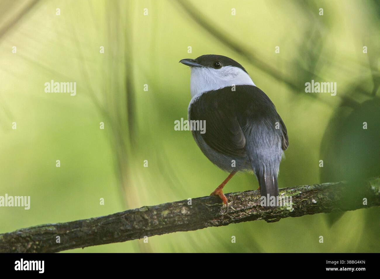 Weißbärtige Manakin (Manacus manacus) thronten auf einem Ast im Atlantischen Regenwald im Südosten Brasiliens Stockfoto Weißbärtige Manakin (Manacus manacus) thronten auf einem Ast im Atlantischen Regenwald im Südosten Brasiliens Stockfoto