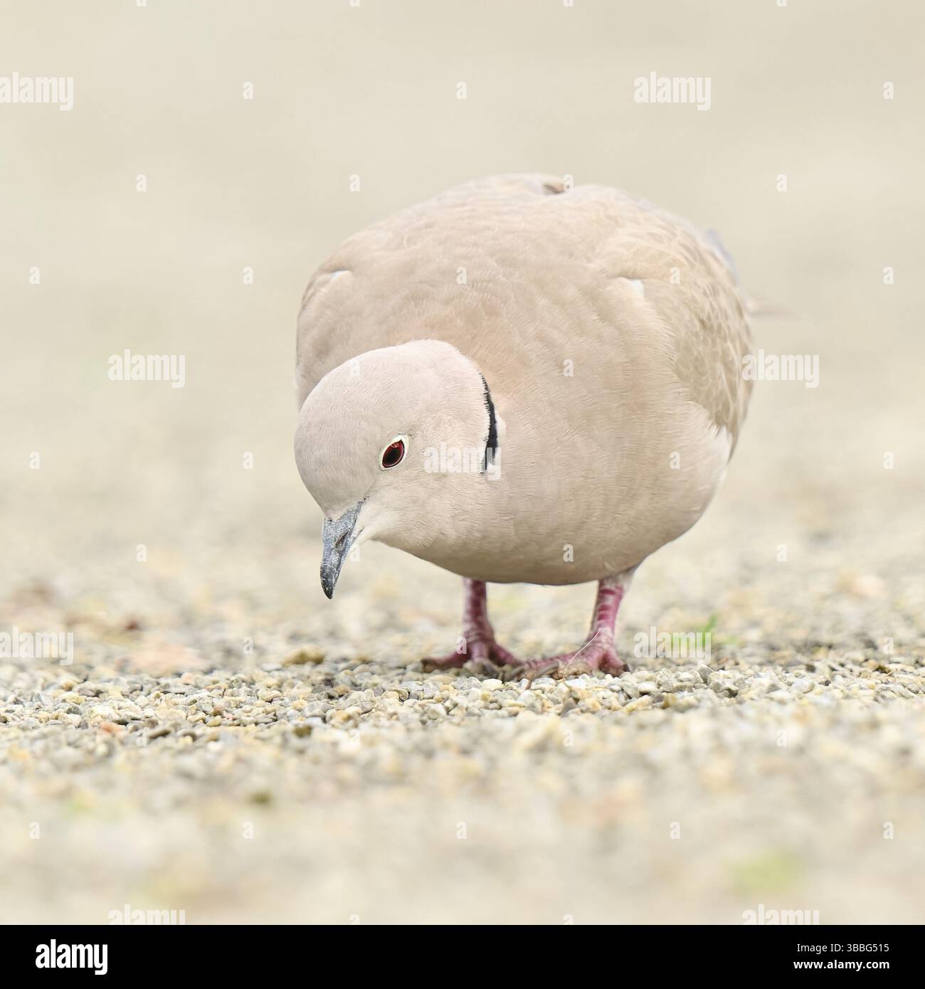 Eurasische Taube (Streptopelia Decocto), Asturien, Spanien, Europa Stockfoto