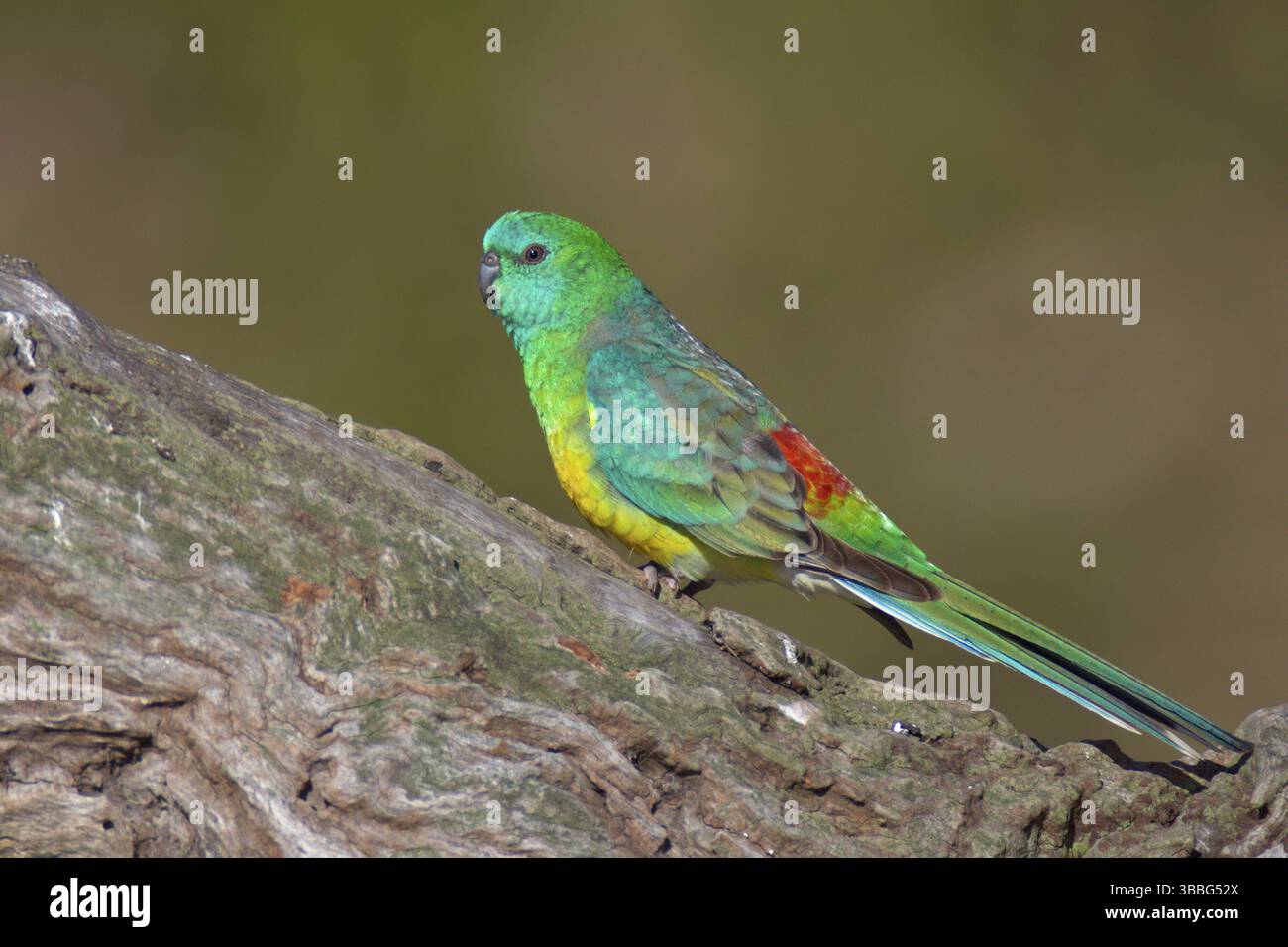 Rotwein-Papagei (Psephotus haematonotus) männlich, Victoria, Australien, Ozeanien Stockfoto