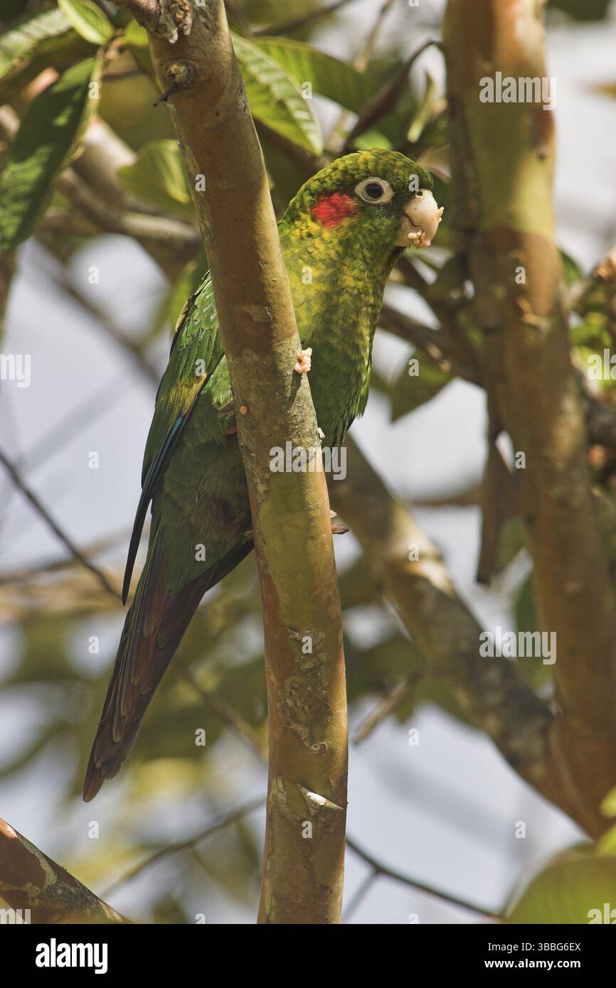 Schwefelgeflügelter Sittich (Pyrrhura hoffmanni), Costa Rica, Mittelamerika Stockfoto