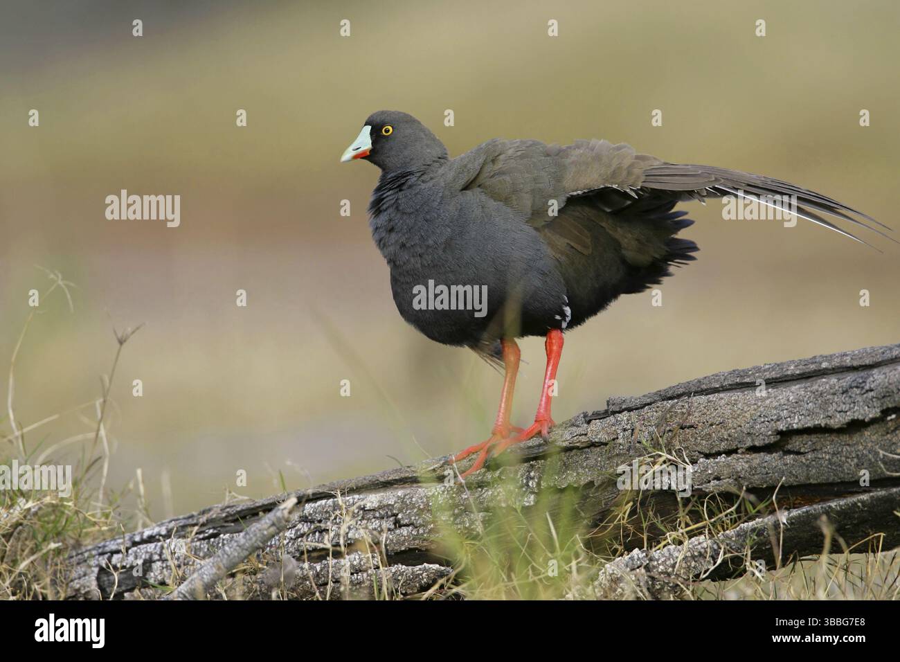 Schwarzschwanz Nativehen (Tribonyx ventralis), Victoria, Australien, Ozeanien Stockfoto