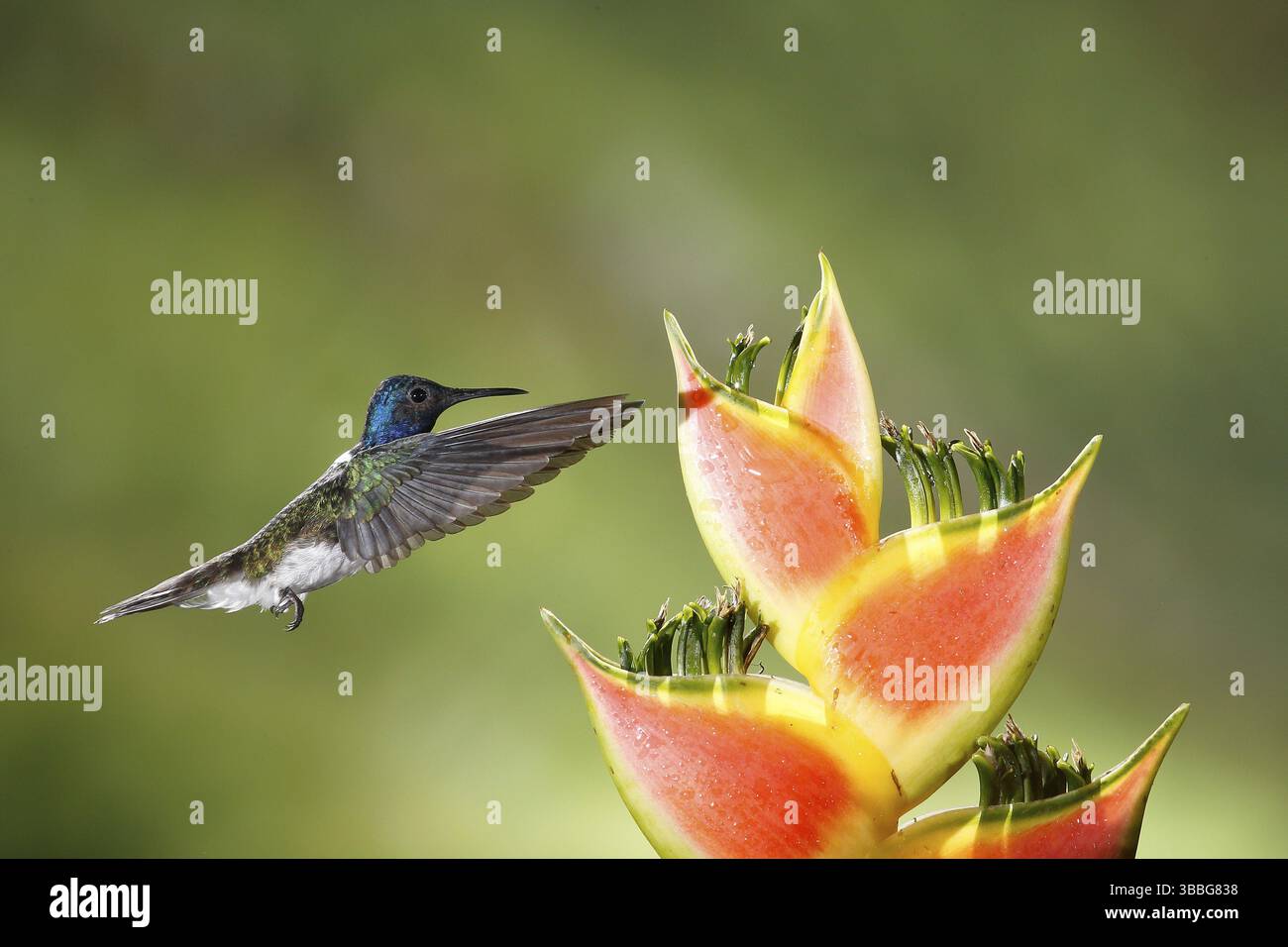 Weisshalsiger Jakobin (Florisuga mellivora), der auf Blumennektar fliegt und sich ernährt, Costa Rica, Mittelamerika Stockfoto