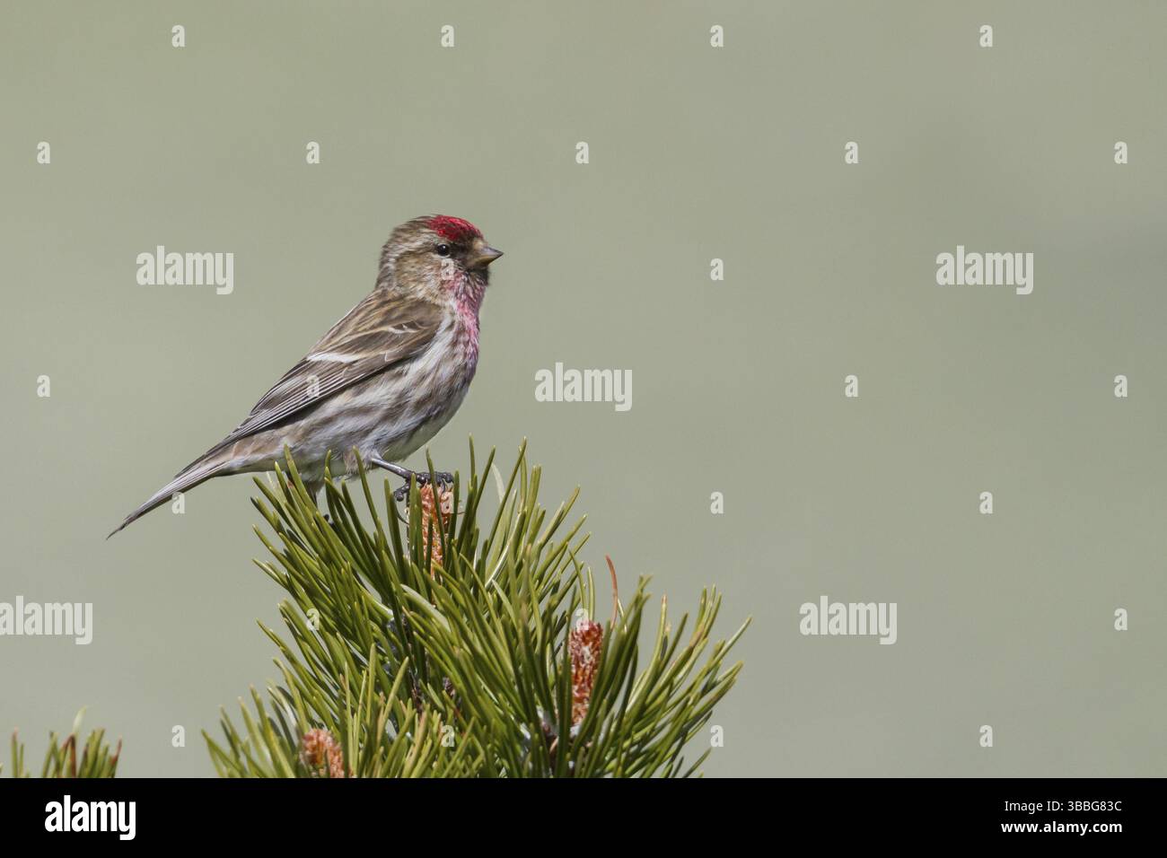 Liter Redpoll - Alpen-Birkenzeisig - Carduelis Cabarett, Slowakei, Erwachsene männlich, Europa Stockfoto