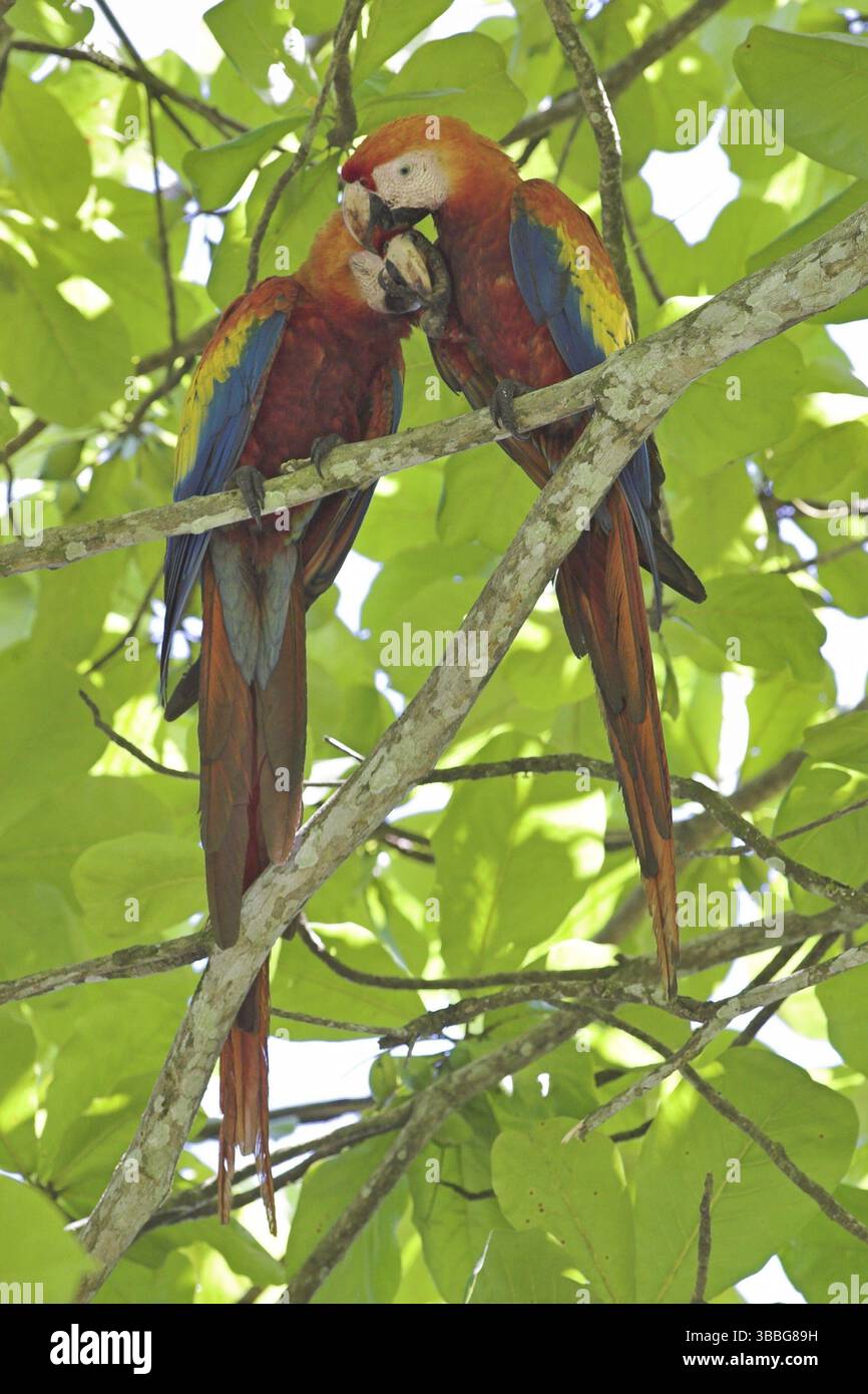 Scharlacharas (Ara macao), Costa Rica, Mittelamerika Stockfoto