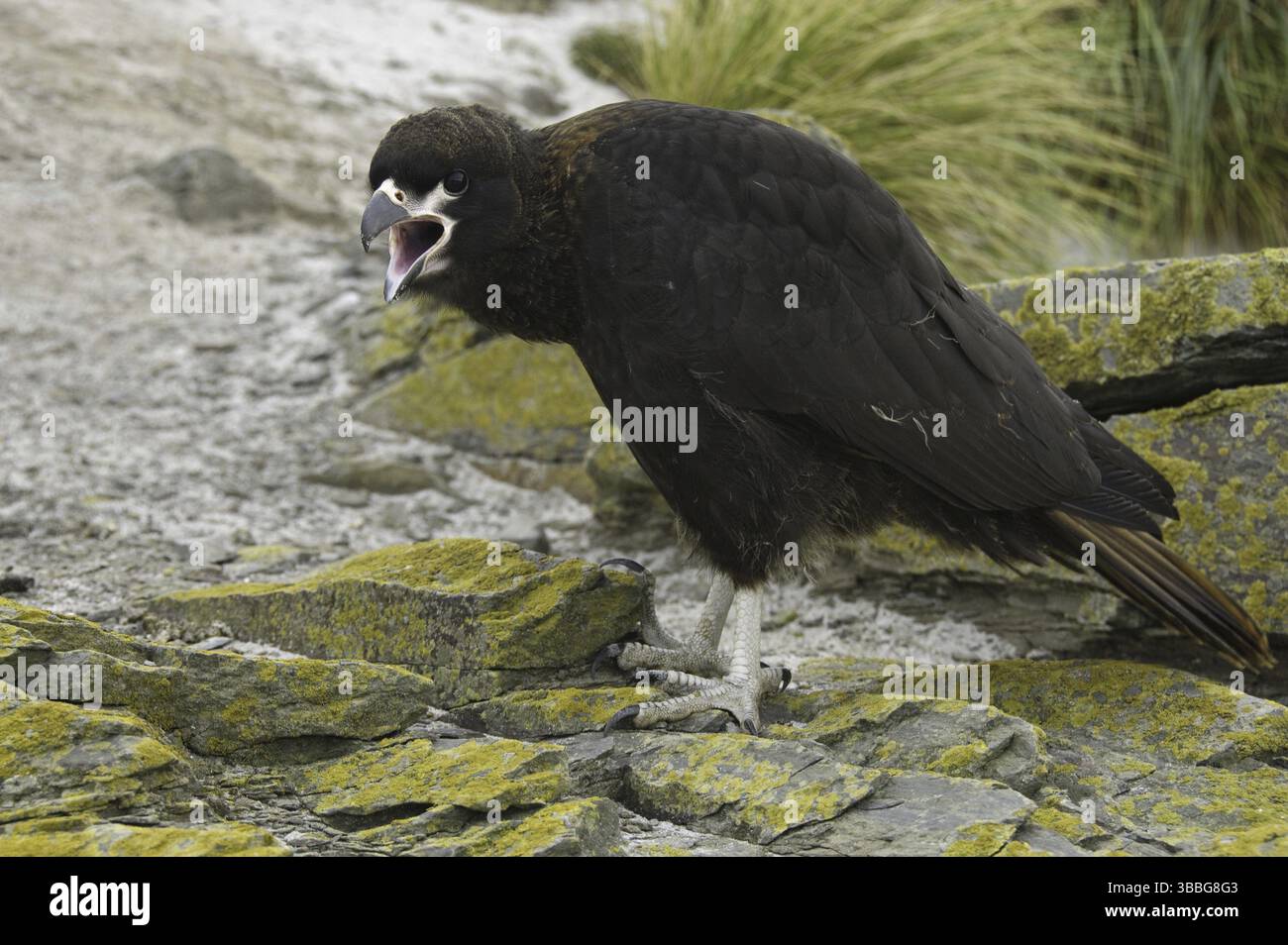 Gekerbten Karakara (Phalcoboenus Australis), Falkland-Inseln, Südamerika Stockfoto