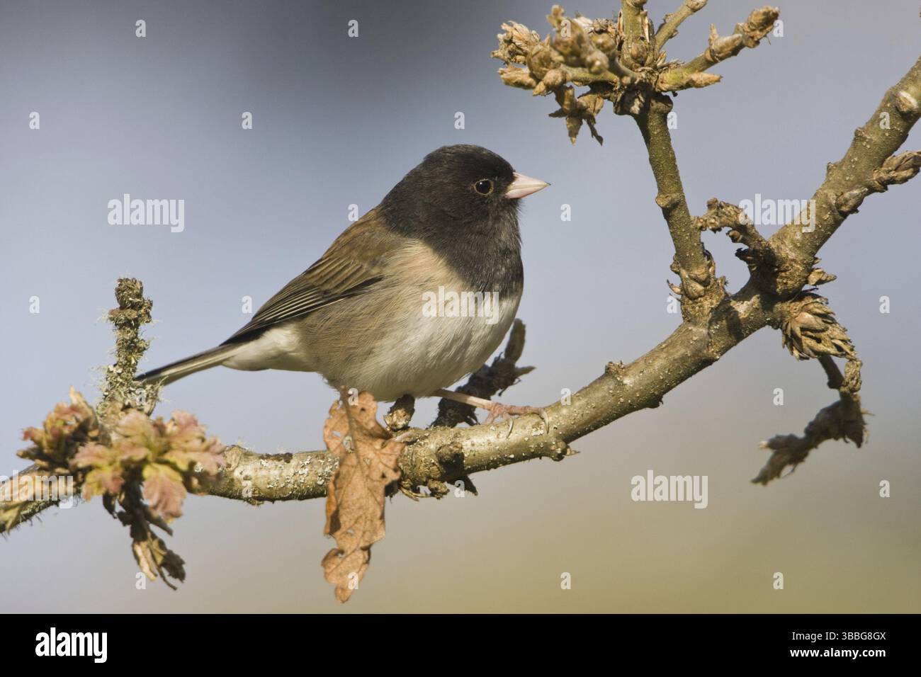 Oregon Junco (Junco hyemalis oreganus), British Columbia, Kanada, Nordamerika Stockfoto