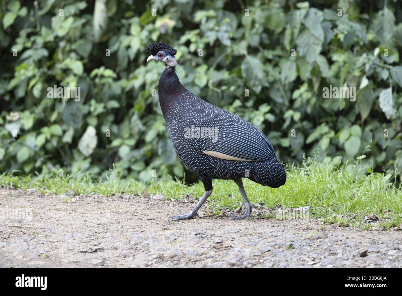 Guineafowl (Guttera pucherani), Südafrika, Afrika Stockfoto