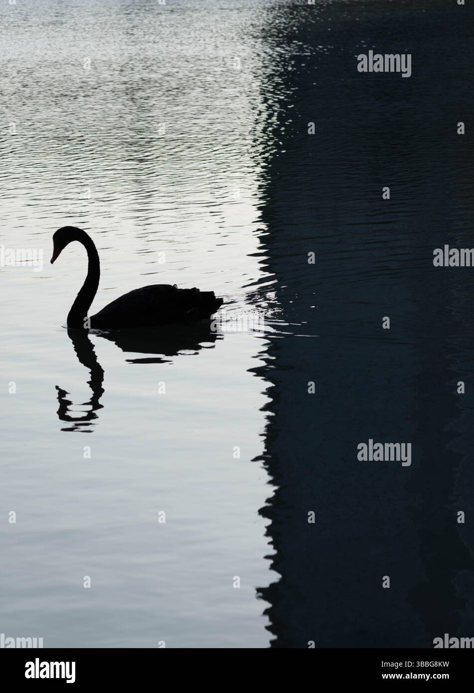 Schwarzer Schwan, der anmutig auf ruhigem Wasser schwimmt, mit sanften Wellen und weichem Tageslicht, die eine ruhige Szene schaffen. Stockfoto