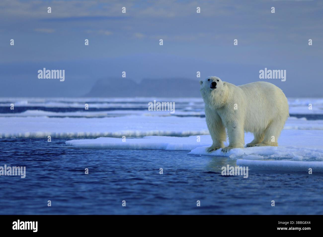 Großer Eisbär am Drifteisrand mit Schnee und Wasser in Arctic Svalbard Stockfoto