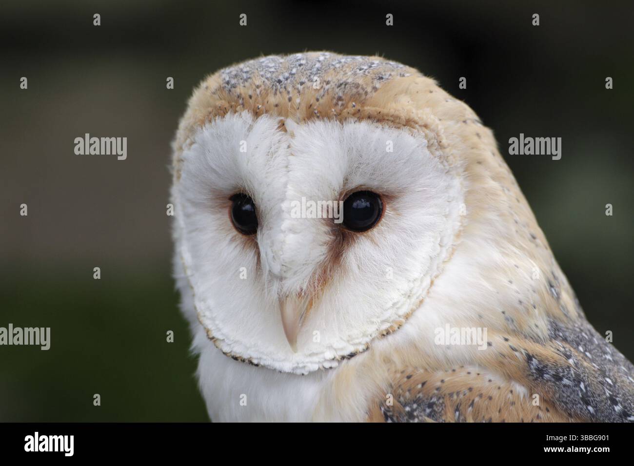Schleiereule; lat. Tyto alba; Kopfportrait von vorn Stockfoto