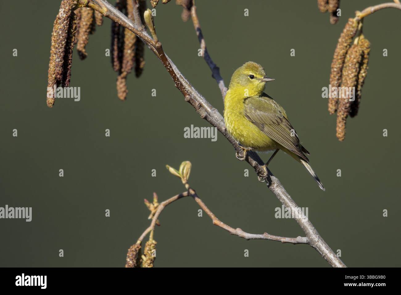 Der orange gekrönte Warbler (Vermivora celata) thront auf einem Zweig in Victoria, BC, Kanada, Nordamerika Stockfoto