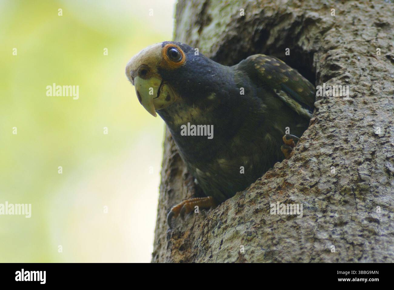 Weißkrone Papagei (Pionus senilis), Guatemala, Mittelamerika Stockfoto