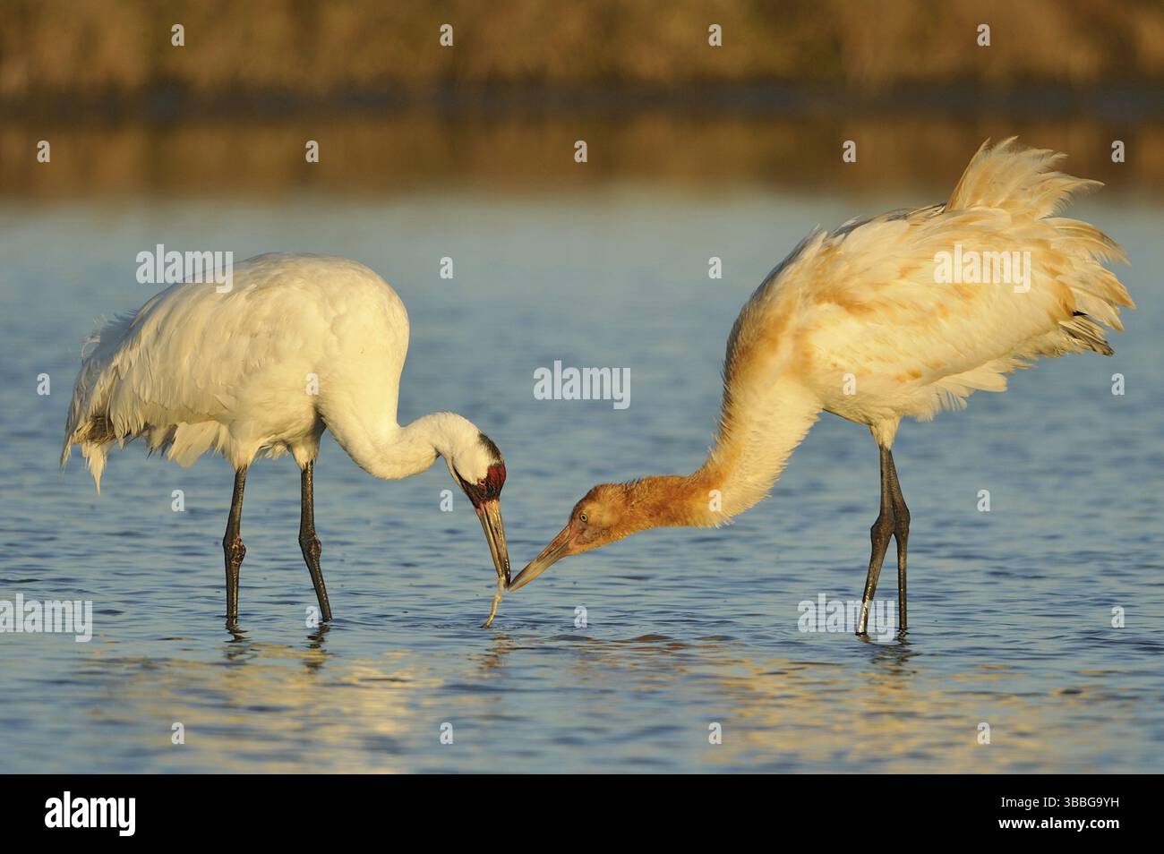 Keuchkran (Grus americana), Texas, USA, Nordamerika Stockfoto