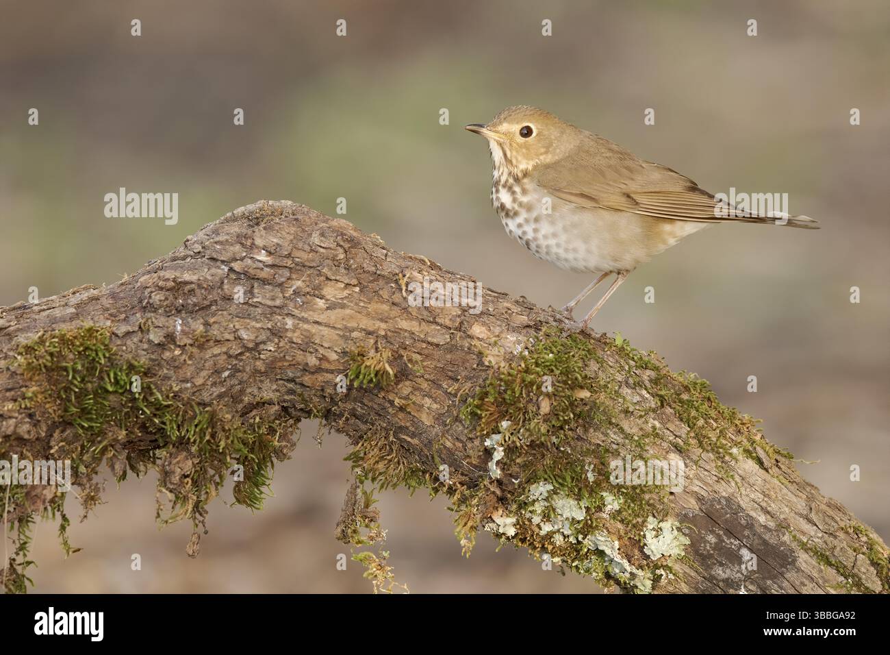 Swainson-Soor (Catharus ustulatus) thront auf einem Baumstamm, Texas, USA, Nordamerika Stockfoto