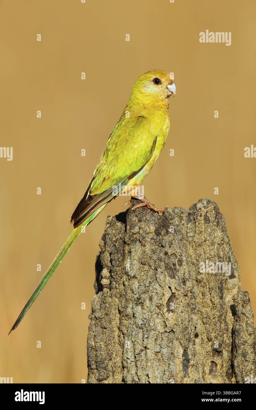 Goldschulterpapagei (Psephotellus chrysopterygius) weiblich, Queensland, Australien, Ozeanien Stockfoto