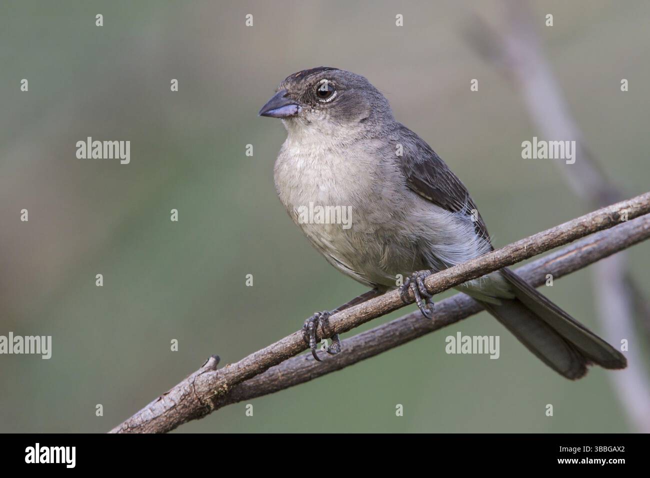 Der Pileated Finch (Coryphospingus pileatus) thront auf einem Ast im Atlantischen Regenwald im Südosten Brasiliens Stockfoto