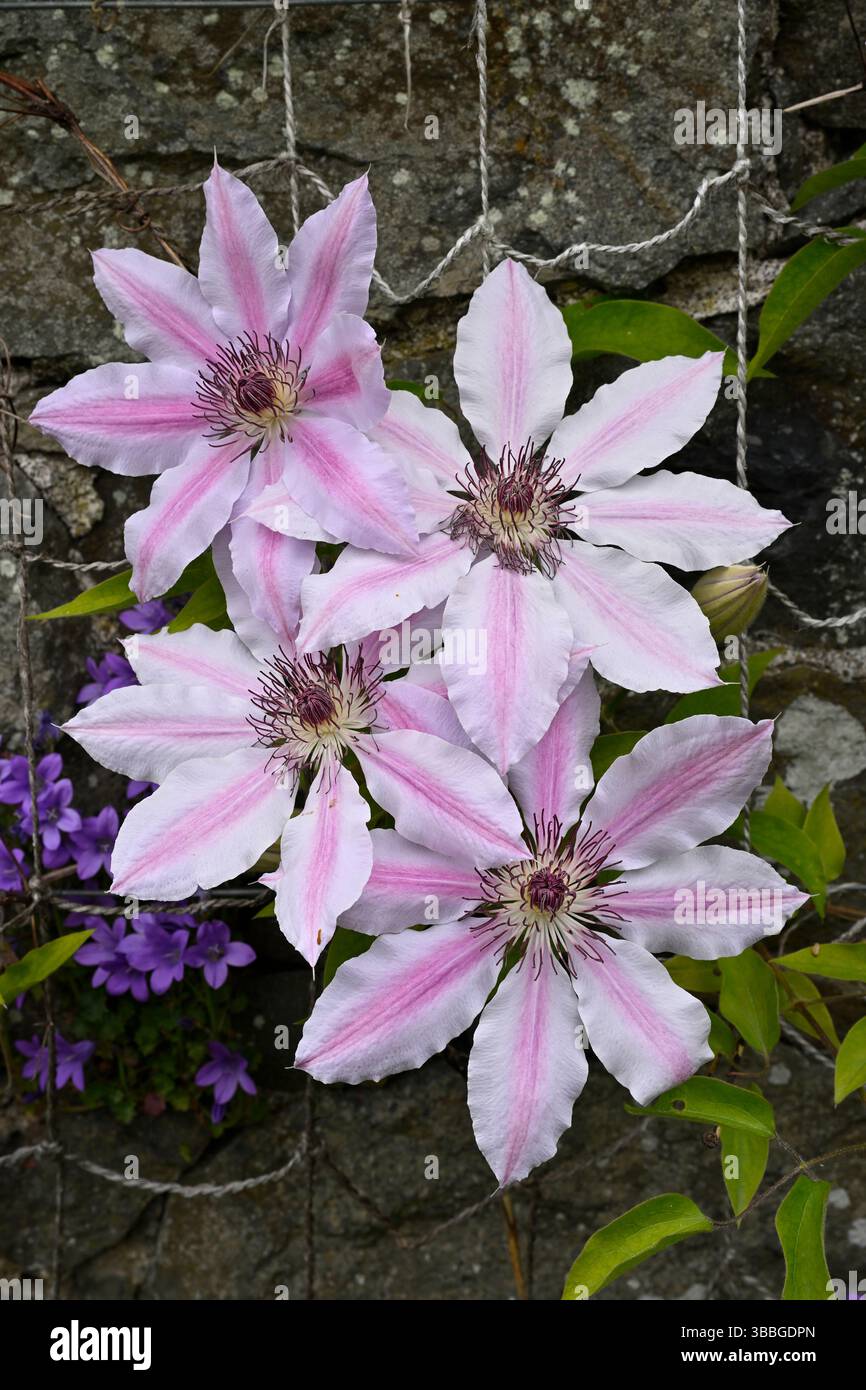 Rosa gestreifte Frühlingsblumen von Clematis Nelly Moser UK Garden May Stockfoto