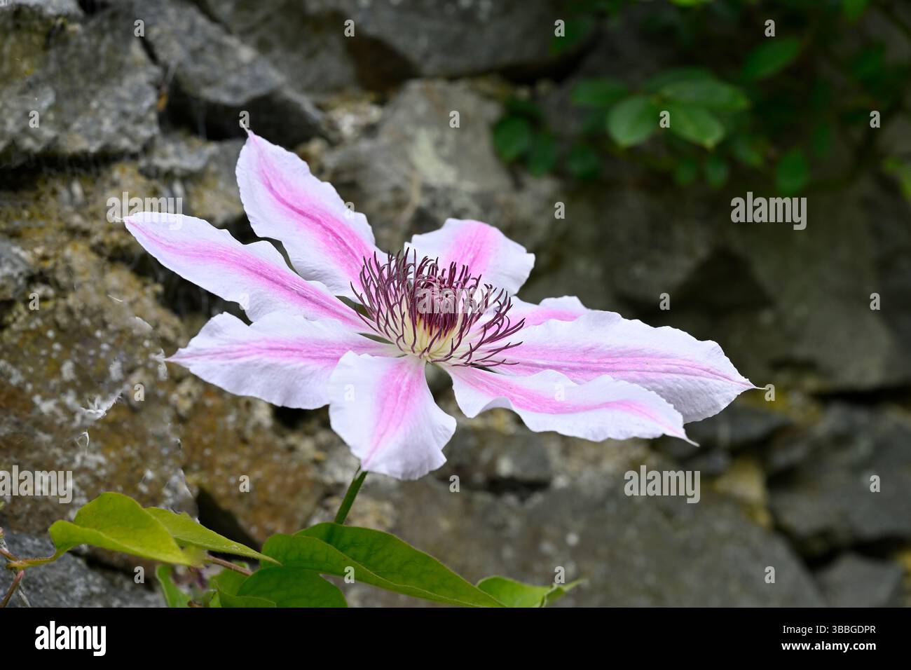 Rosa gestreifte Frühlingsblumen von Clematis Nelly Moser UK Garden May Stockfoto