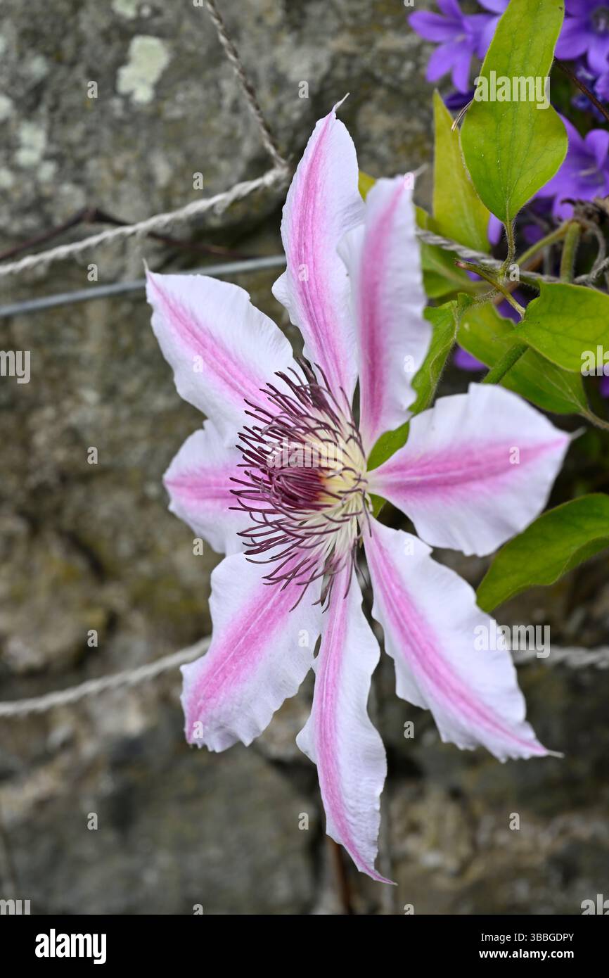 Rosa gestreifte Frühlingsblumen von Clematis Nelly Moser UK Garden May Stockfoto