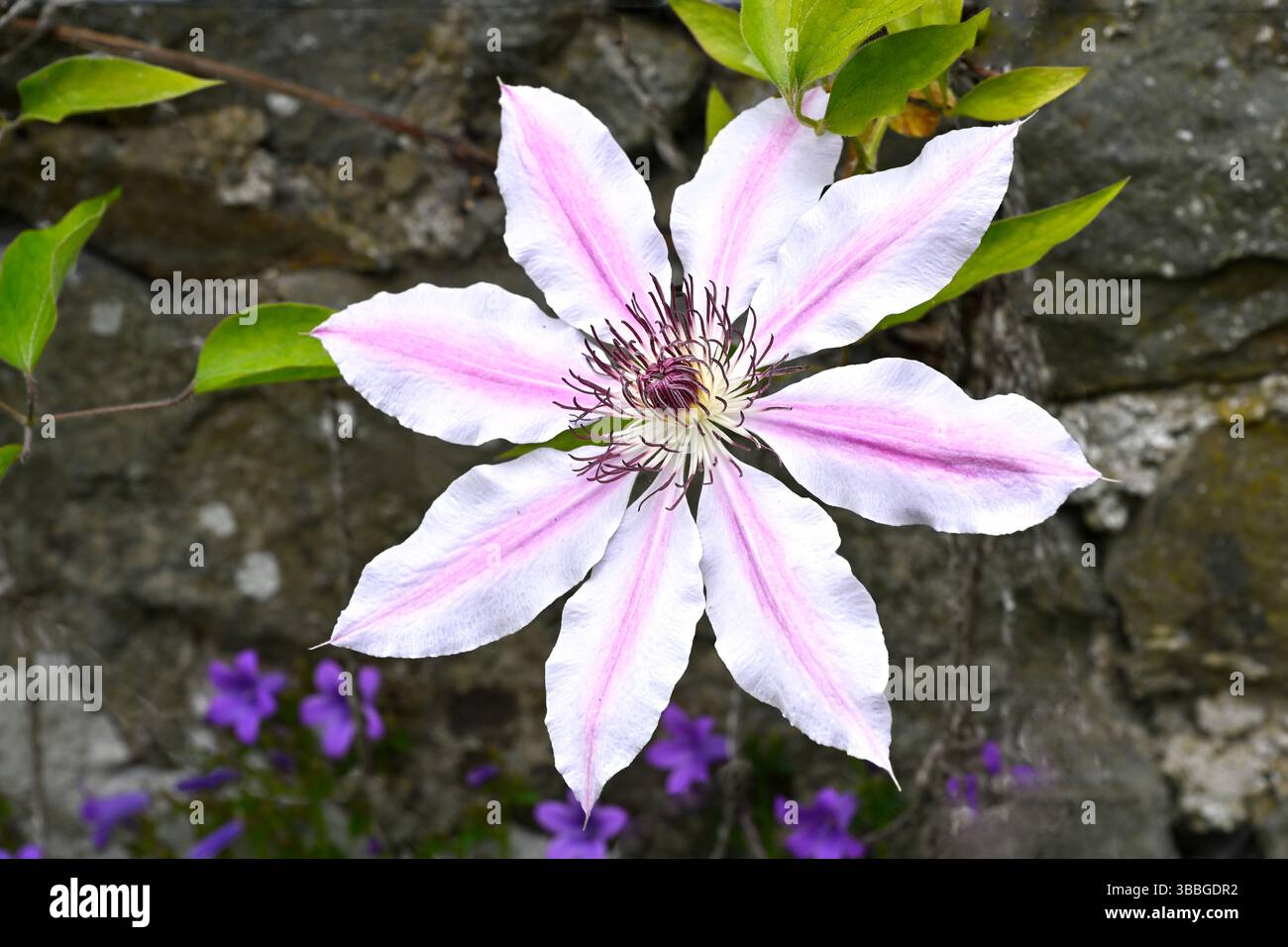 Rosa gestreifte Frühlingsblumen von Clematis Nelly Moser UK Garden May Stockfoto