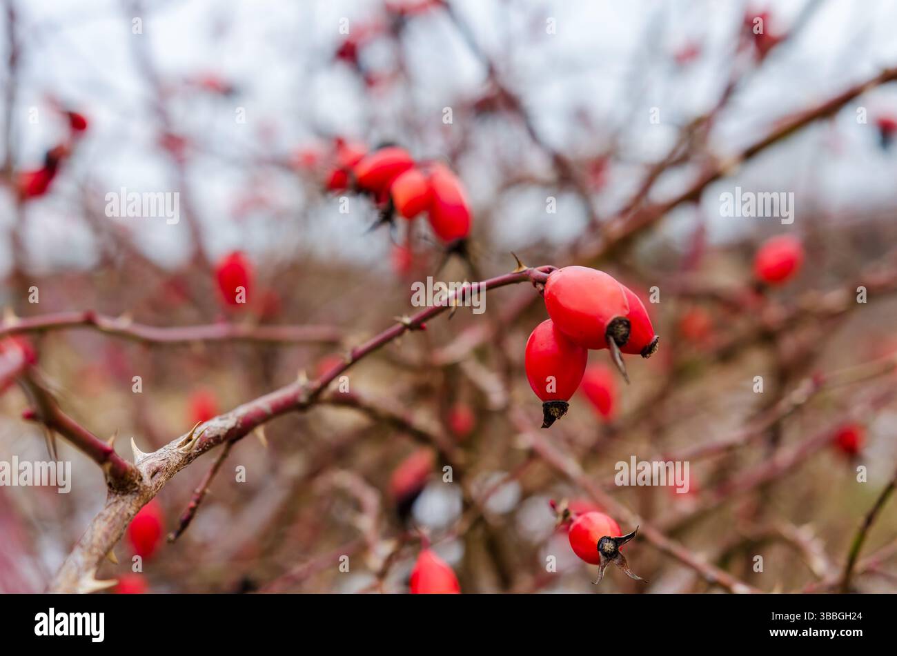 Leuchtend rote, schöne Hagebutten auf einem Dornzweig Hintergrund. Das Foto fängt eine friedliche Winterstimmung ein, mit einem flachen Fokus und einer natürlichen Umgebung, Liebe, Stockfoto