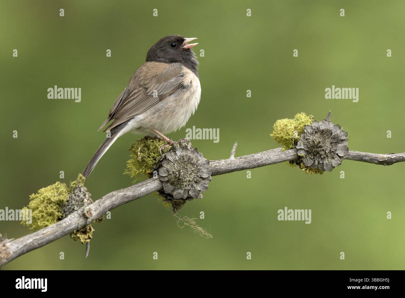 Oregon Junco (Junco hyemalis oreganus) singt von Flechten Branch, British Columbia, Kanada, Nordamerika Stockfoto