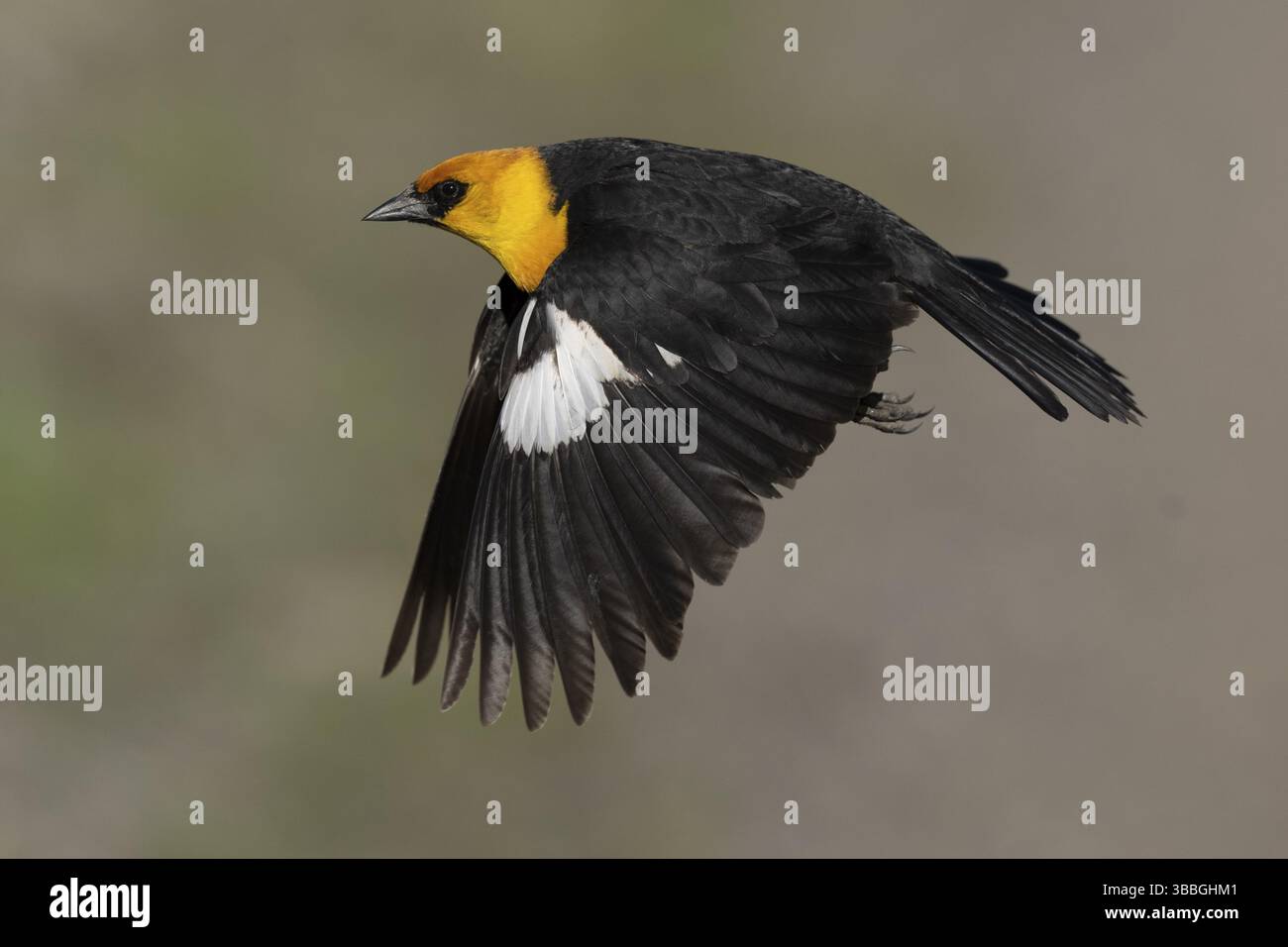 Gelbköpfiger Schwarzvogel (Xanthocephalus xanthocephalus) fliegt männlich, Kalifornien, USA, Nordamerika Stockfoto