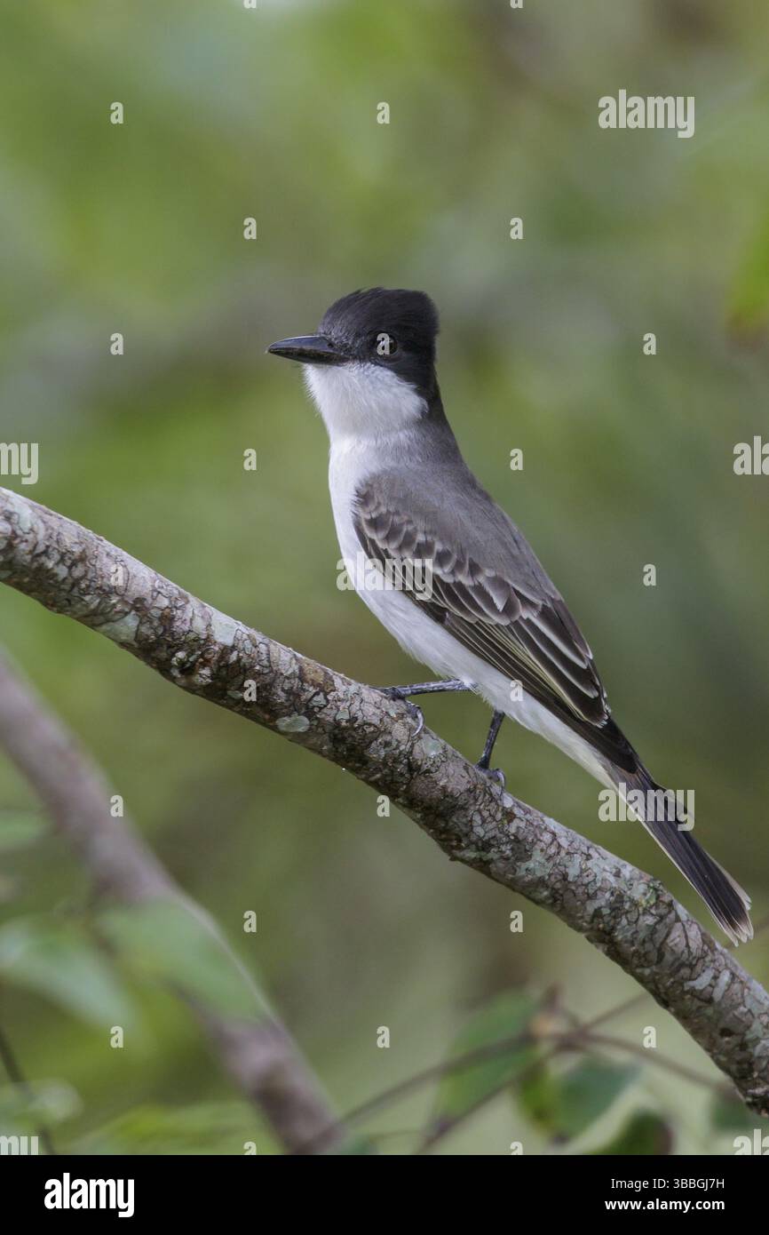 Karettvogel (Tyrannus caudifasciatus), der auf einem Ast in Kuba thront Stockfoto