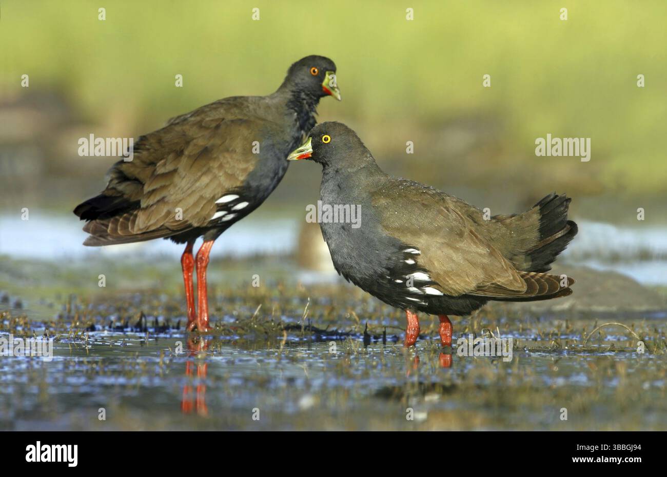 Schwarzschwanz Nativehen (Tribonyx ventralis), Victoria, Australien, Ozeanien Stockfoto